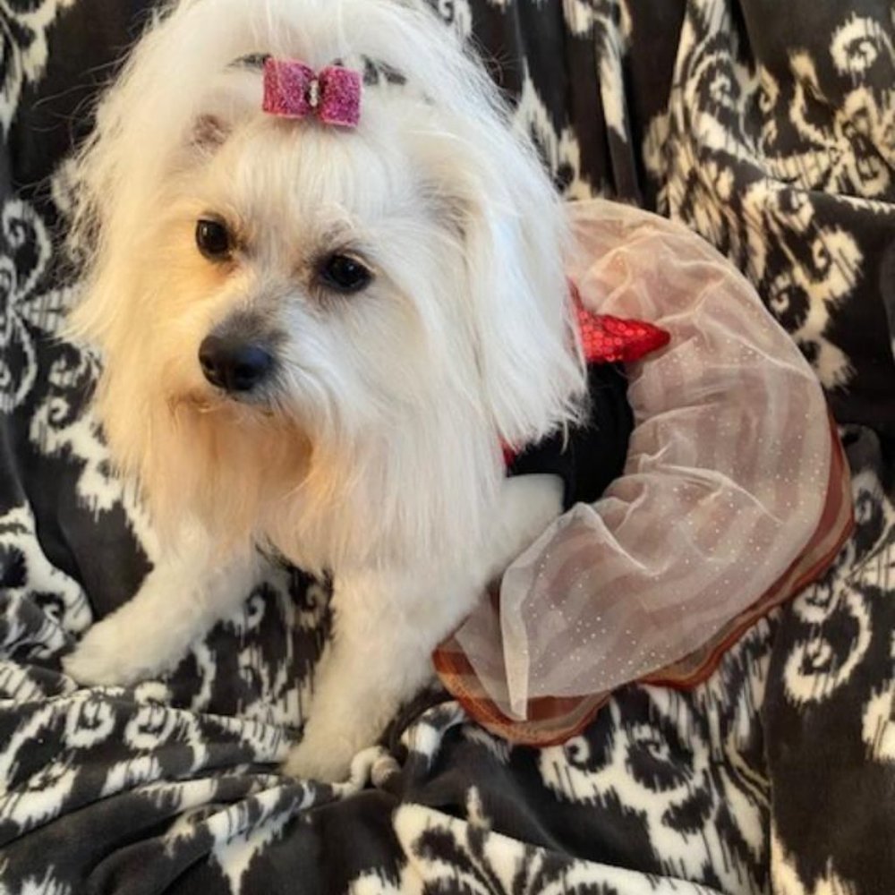 Adorable Santa Baby Outfit Size XXS